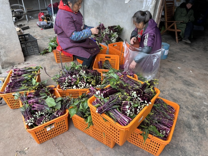 红菜苔