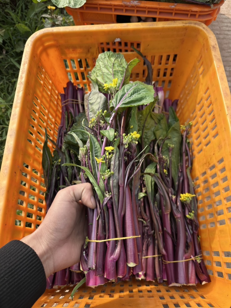 红菜苔