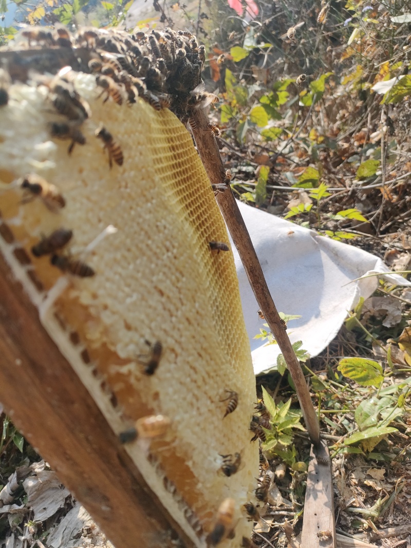 土冬蜂蜜，野生冬蜂蜜，***鸭脚木冬蜜白叶单枞蜜兰香