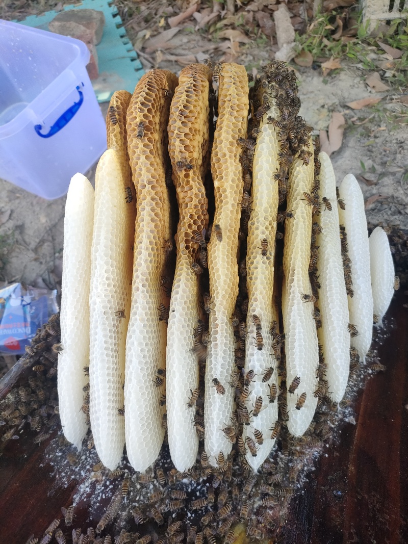 土冬蜂蜜，野生冬蜂蜜，***鸭脚木冬蜜白叶单枞蜜兰香