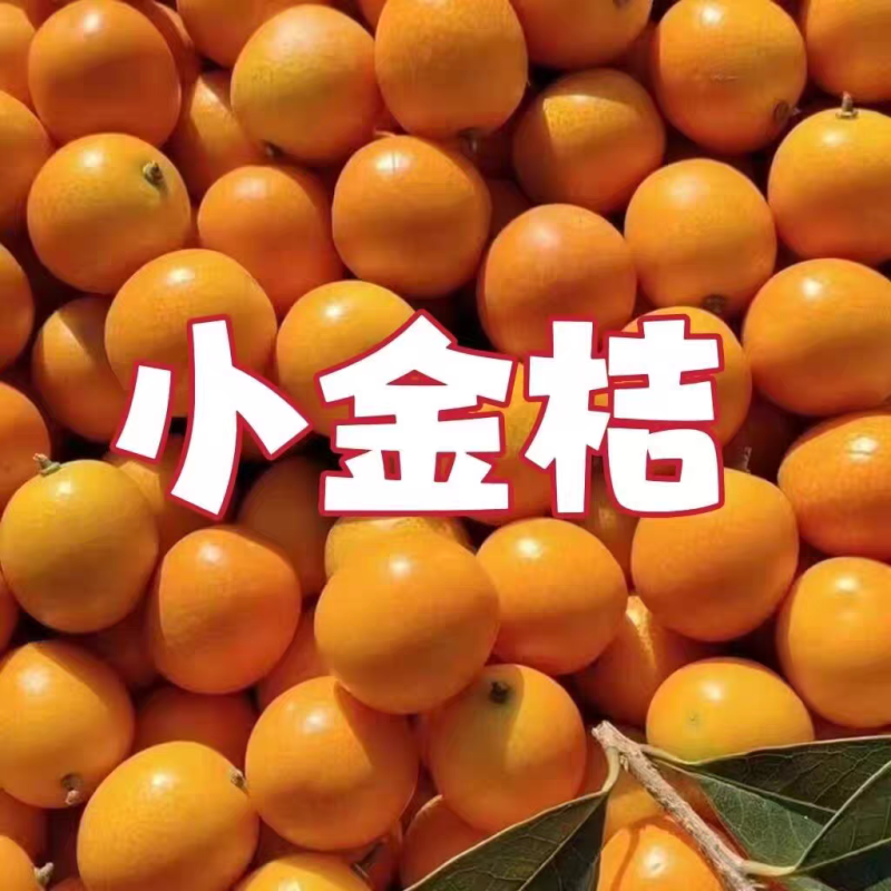 桂林阳朔金桔专业对接电商市场品质有保证纯甜可物流