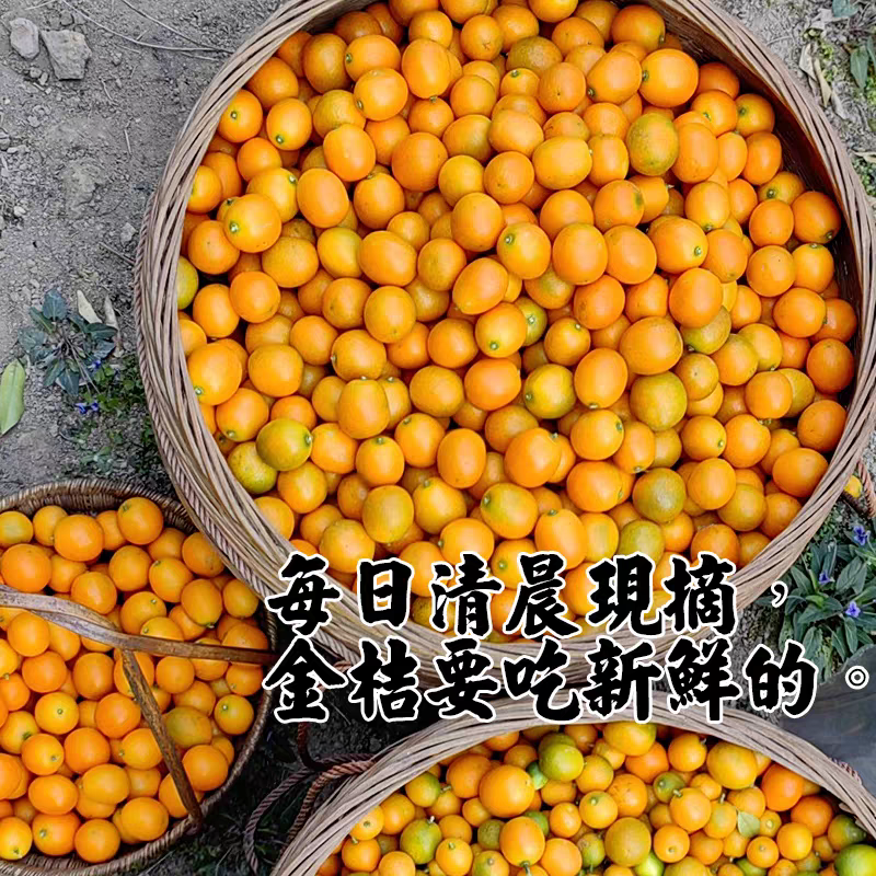 桂林阳朔金桔专业对接电商市场品质有保证纯甜可物流