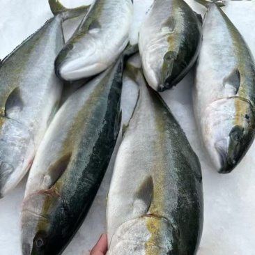 台海章红