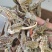 马头鱼海龙海马养殖基地货源充足