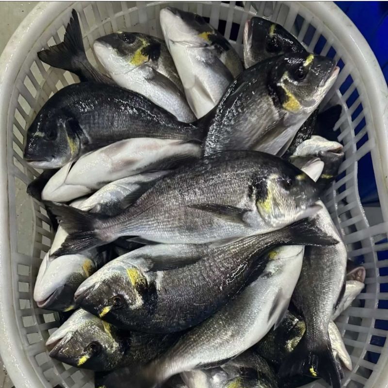 黑头鲷