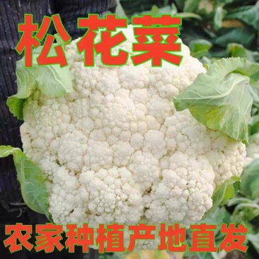 花菜白面青梗花菜松花菜产地一手货源支持发货