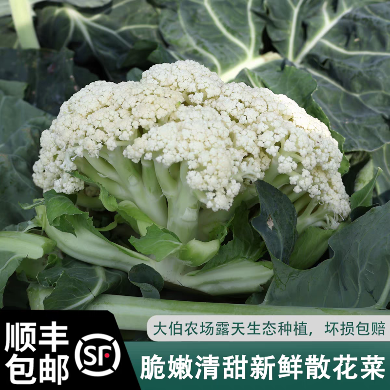 花菜白面青梗花菜松花菜产地一手货源支持发货