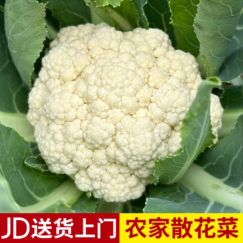 花菜白面青梗花菜松花菜产地一手货源支持发货