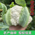 花菜白面青梗花菜松花菜产地一手货源支持发货