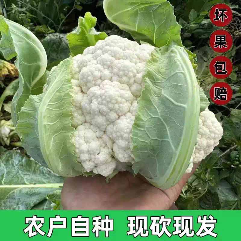 花菜白面青梗花菜松花菜产地一手货源支持发货