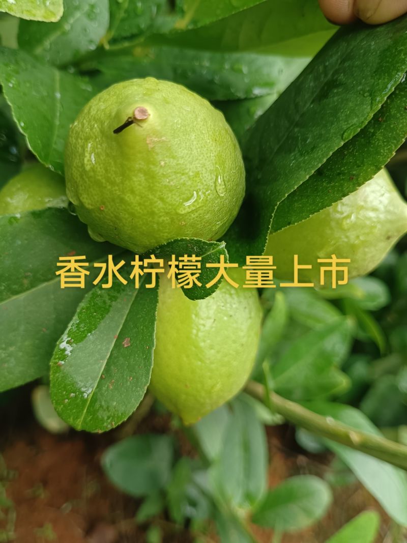 正宗广东香水柠檬