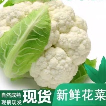 实菜花石菜花松花菜产地看货论价支持发货