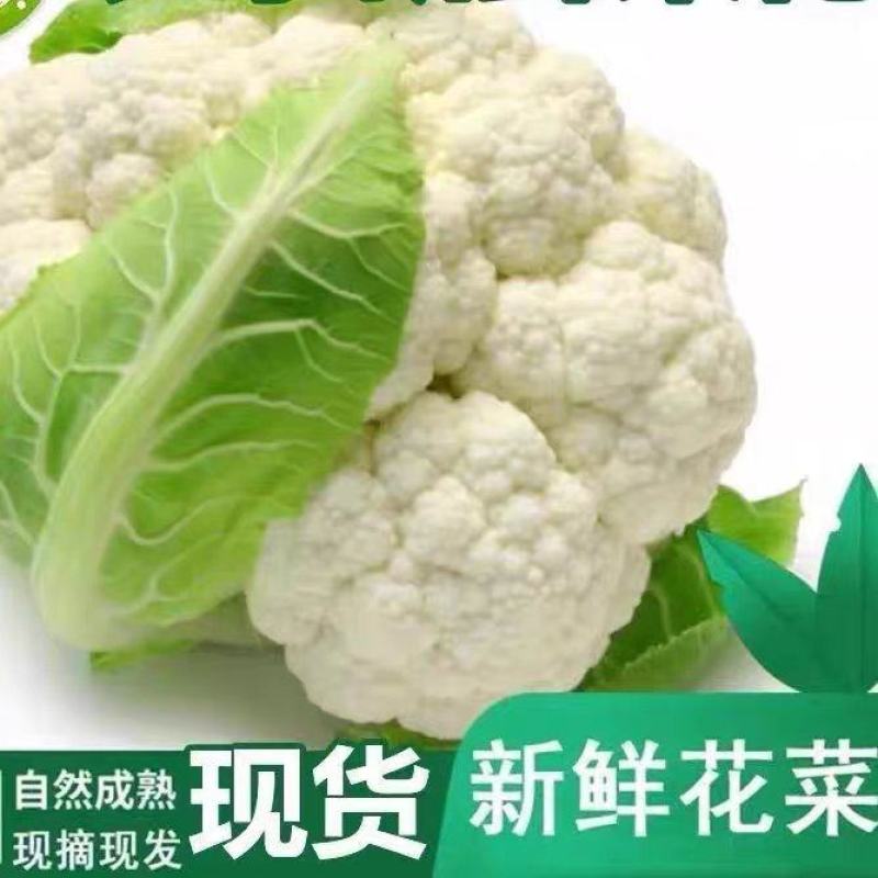 实菜花石菜花松花菜产地看货论价支持发货