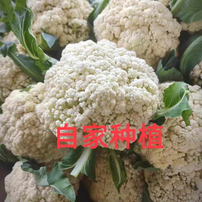 实菜花石菜花松花菜产地看货论价支持发货