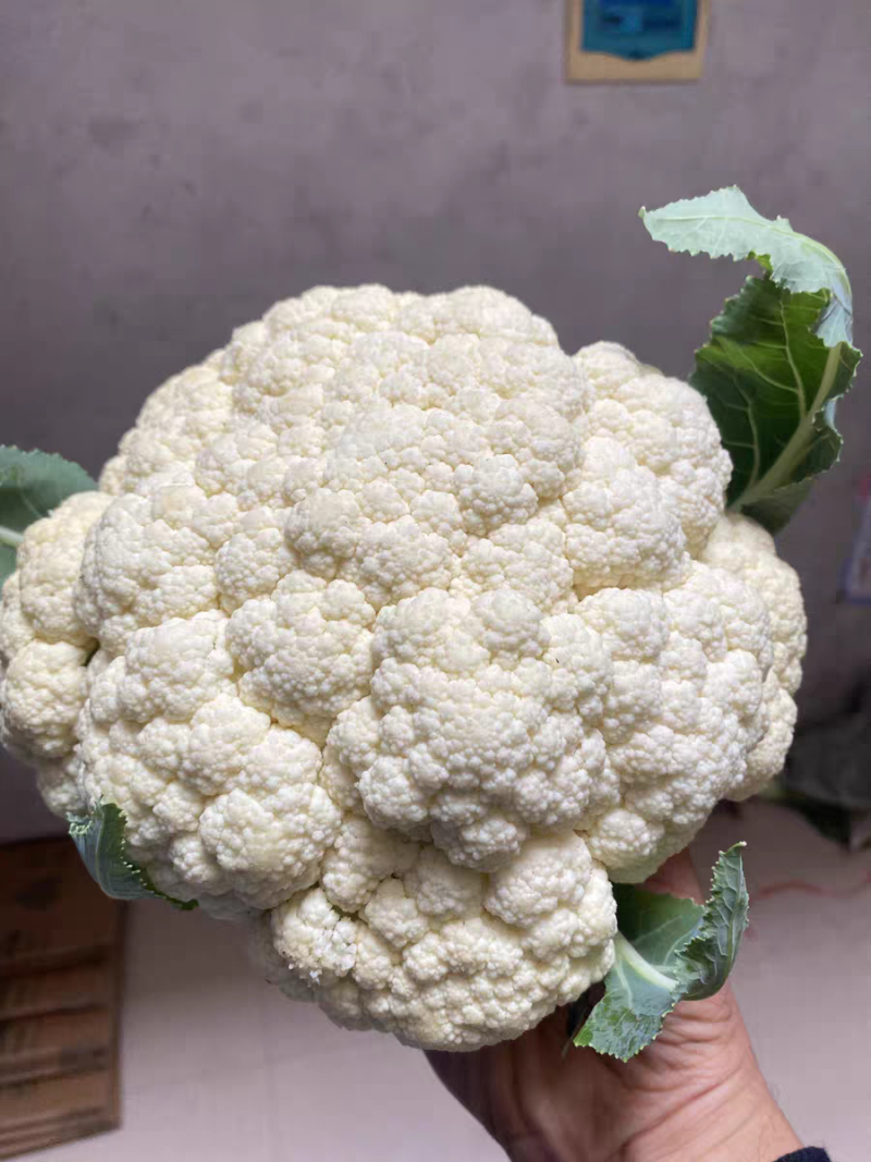 实菜花石菜花松花菜产地看货论价支持发货