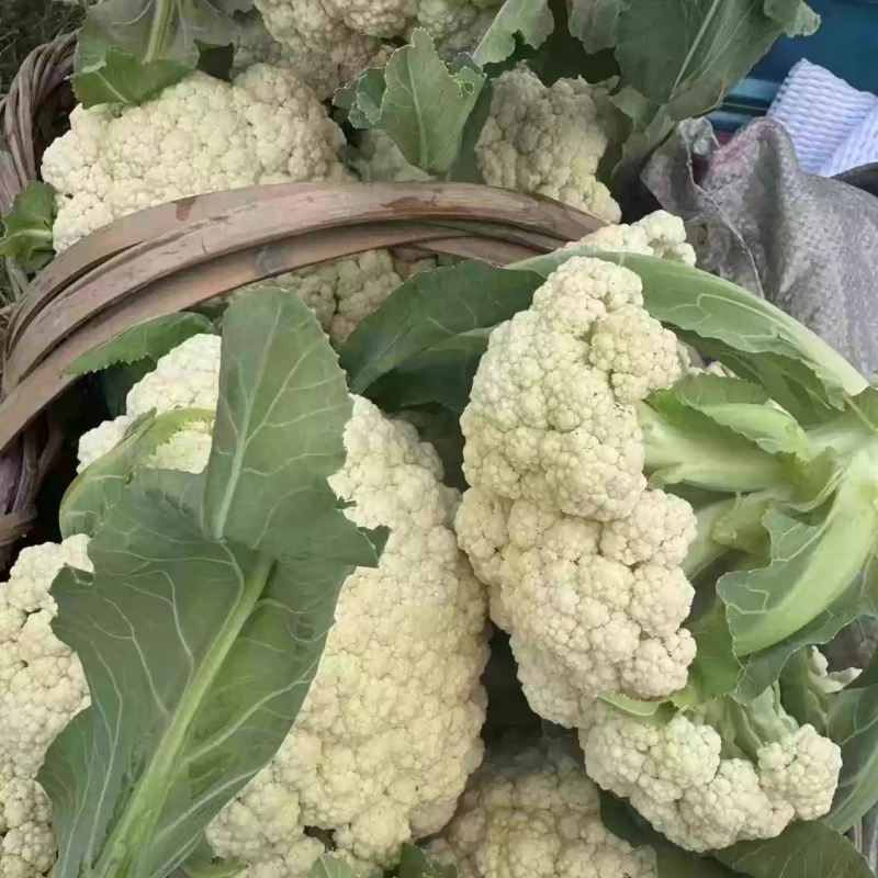 实菜花石菜花松花菜产地看货论价支持发货