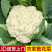 实菜花石菜花松花菜产地看货论价支持发货
