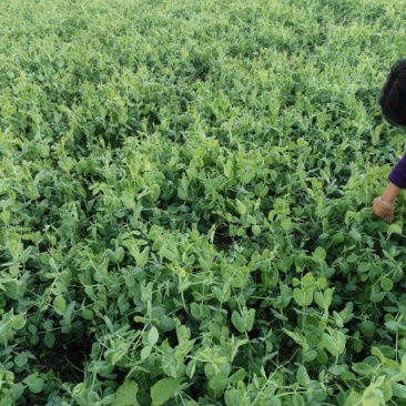 德阳本地豌豆尖中江豌豆尖自提2.5一斤