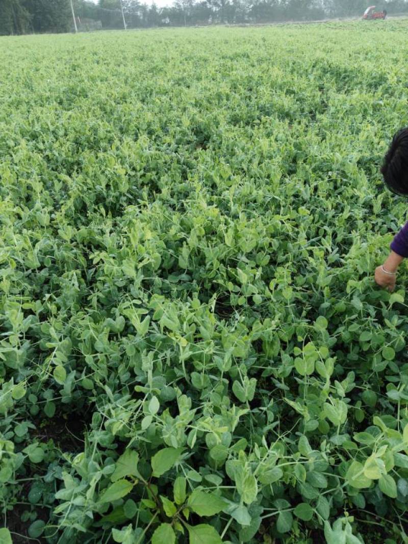 德阳本地豌豆尖中江豌豆尖自提2.5一斤