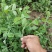德阳本地豌豆尖中江豌豆尖自提2.5一斤