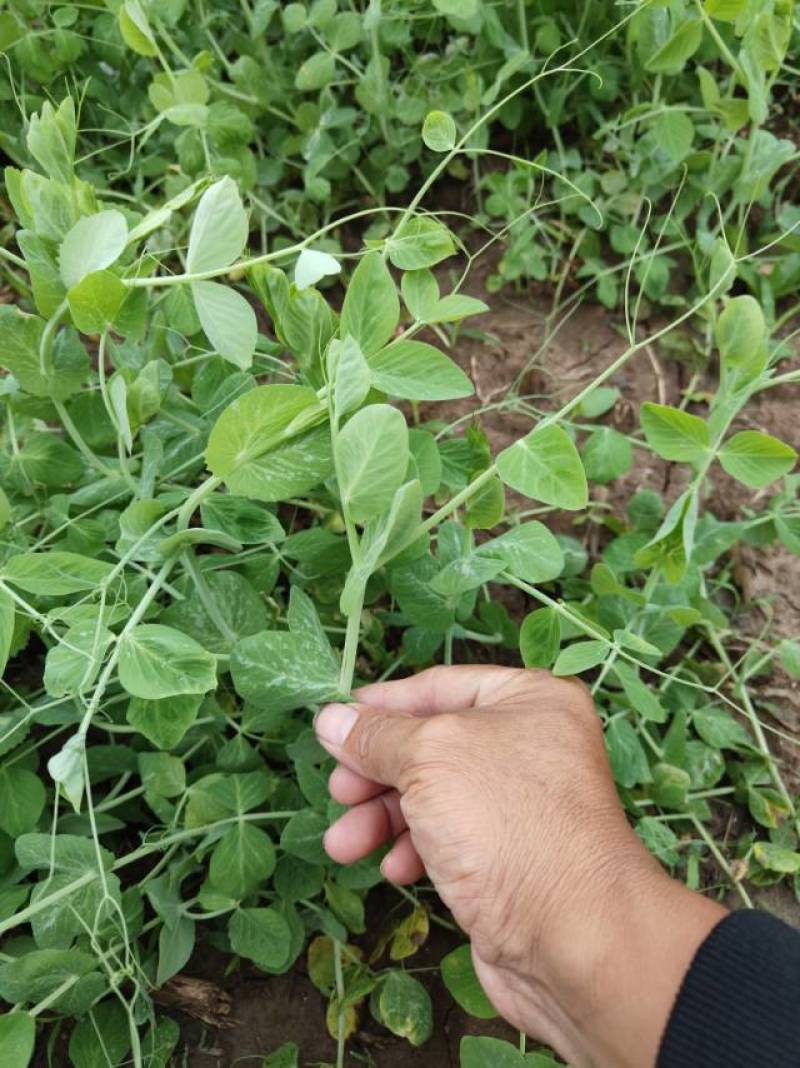 德阳本地豌豆尖中江豌豆尖自提2.5一斤