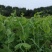 德阳本地豌豆尖中江豌豆尖自提2.5一斤
