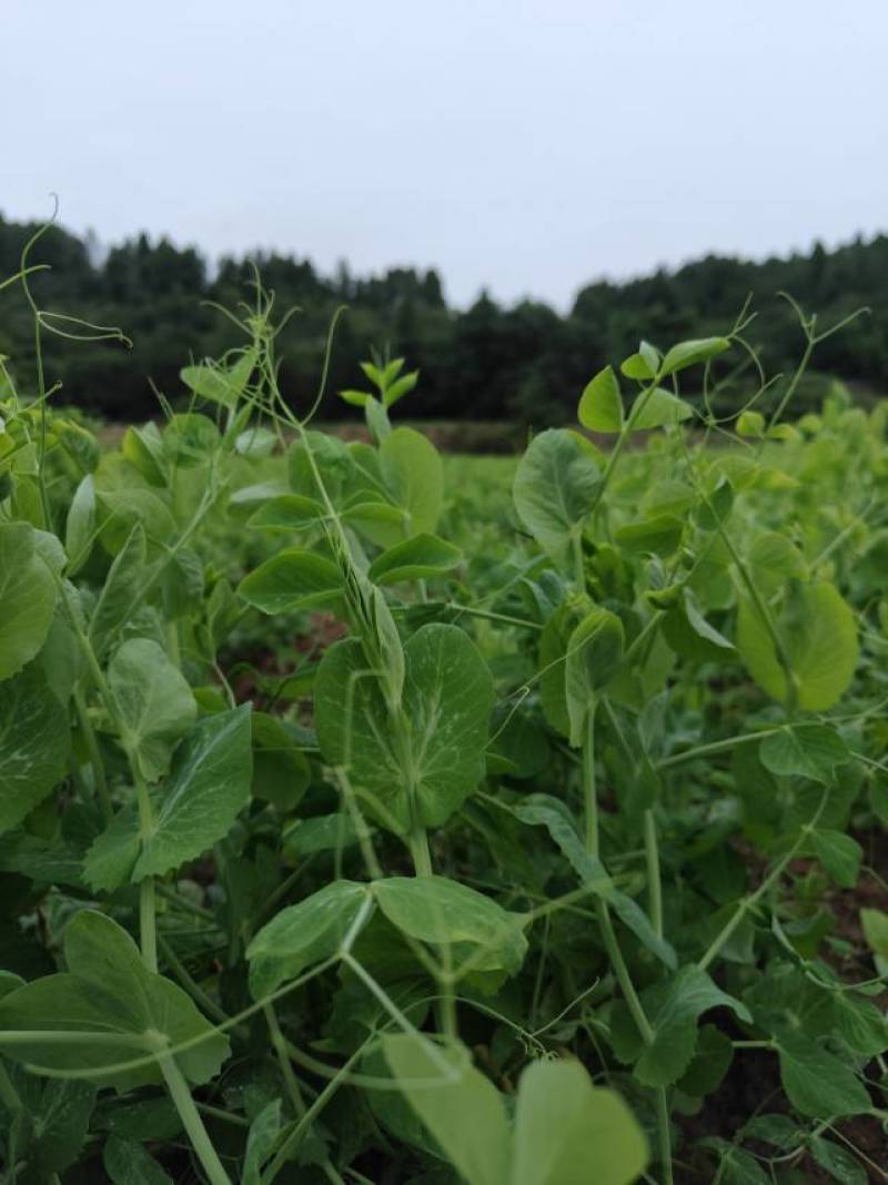 德阳本地豌豆尖中江豌豆尖自提2.5一斤