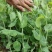 德阳本地豌豆尖中江豌豆尖自提2.5一斤