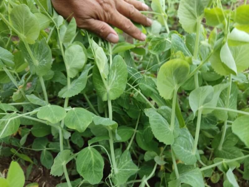 德阳本地豌豆尖中江豌豆尖自提2.5一斤