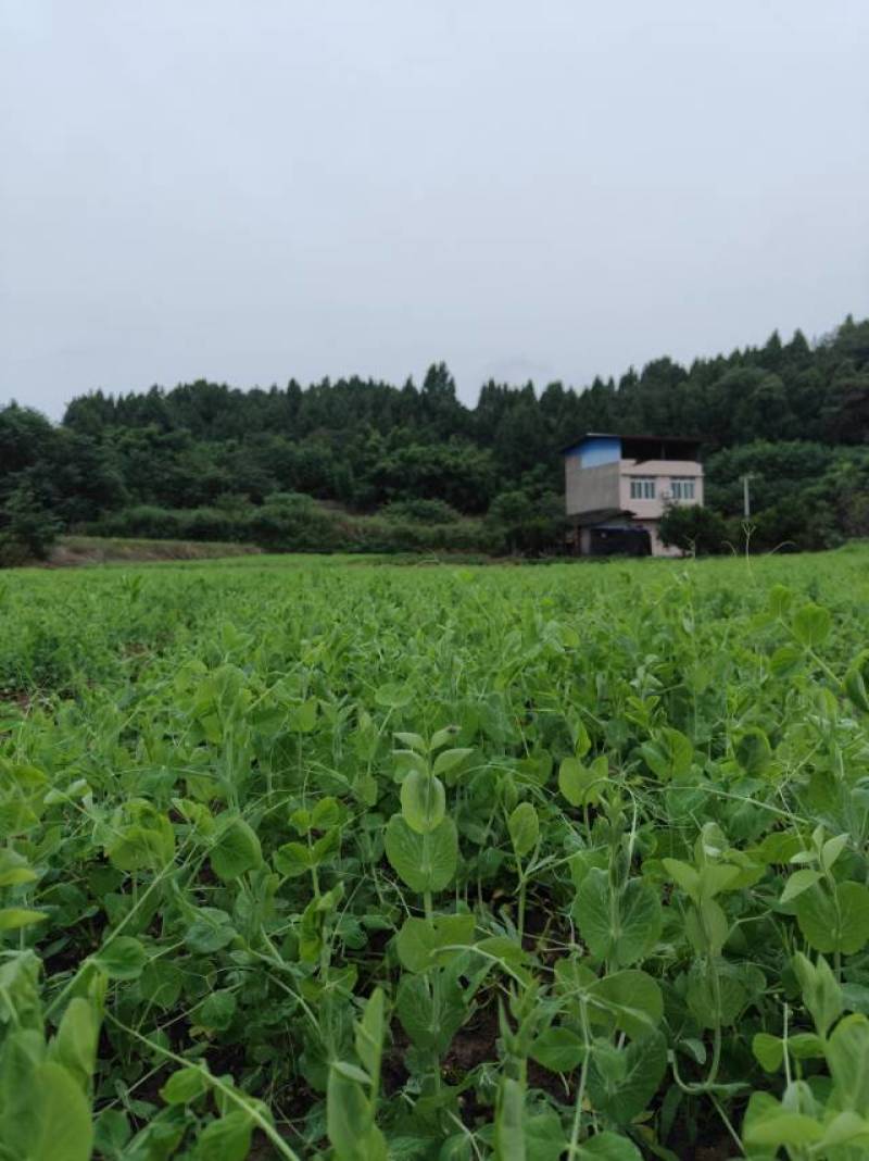 德阳本地豌豆尖中江豌豆尖自提2.5一斤