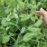德阳本地豌豆尖中江豌豆尖自提2.5一斤