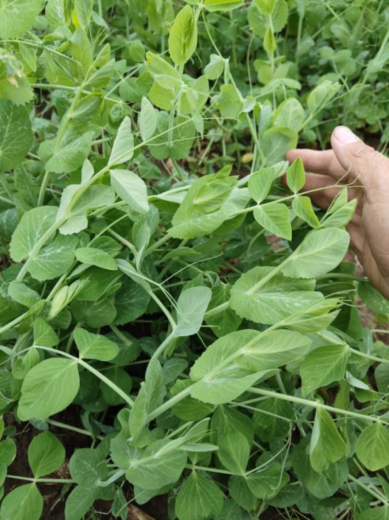 德阳本地豌豆尖中江豌豆尖自提2.5一斤