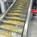 杭州临安开心果大量批发全国各地