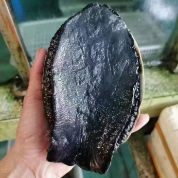 新西兰黑金鲍
