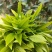 土冬蜂蜜，野生冬蜂蜜，***鸭脚木冬蜜白叶单枞蜜兰香