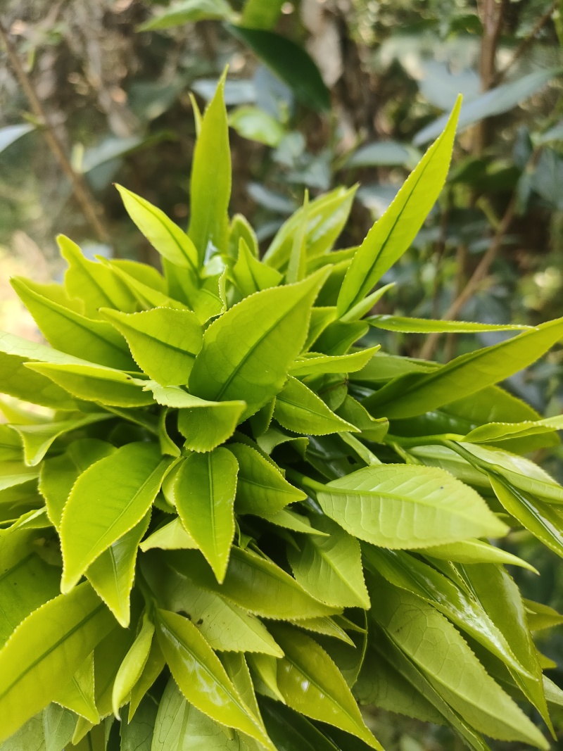 土冬蜂蜜，野生冬蜂蜜，***鸭脚木冬蜜白叶单枞蜜兰香