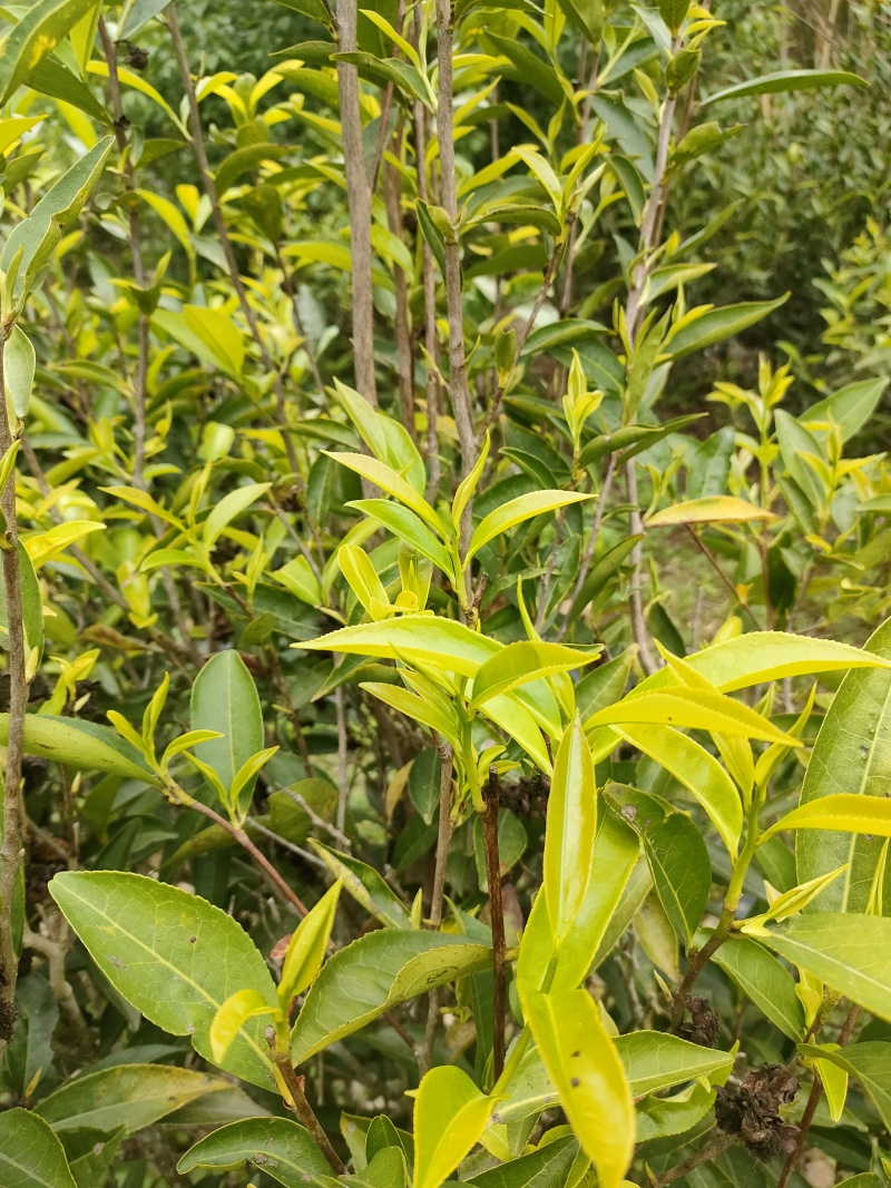 土冬蜂蜜，野生冬蜂蜜，***鸭脚木冬蜜白叶单枞蜜兰香