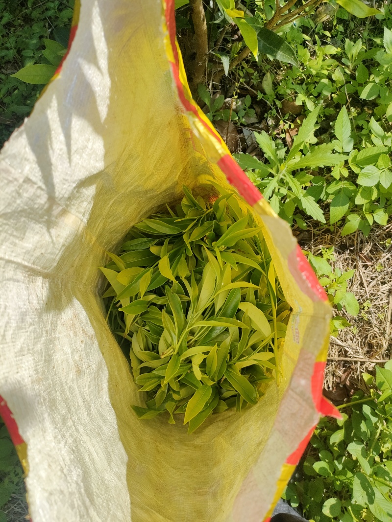 土冬蜂蜜，野生冬蜂蜜，***鸭脚木冬蜜白叶单枞蜜兰香