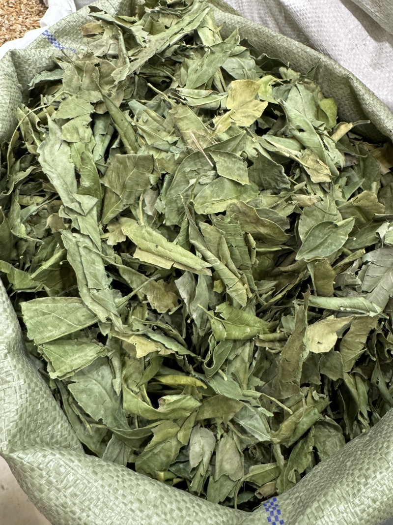 中药材橘叶金桔叶金橘叶橘子叶桔子叶各种规格保质保量批发