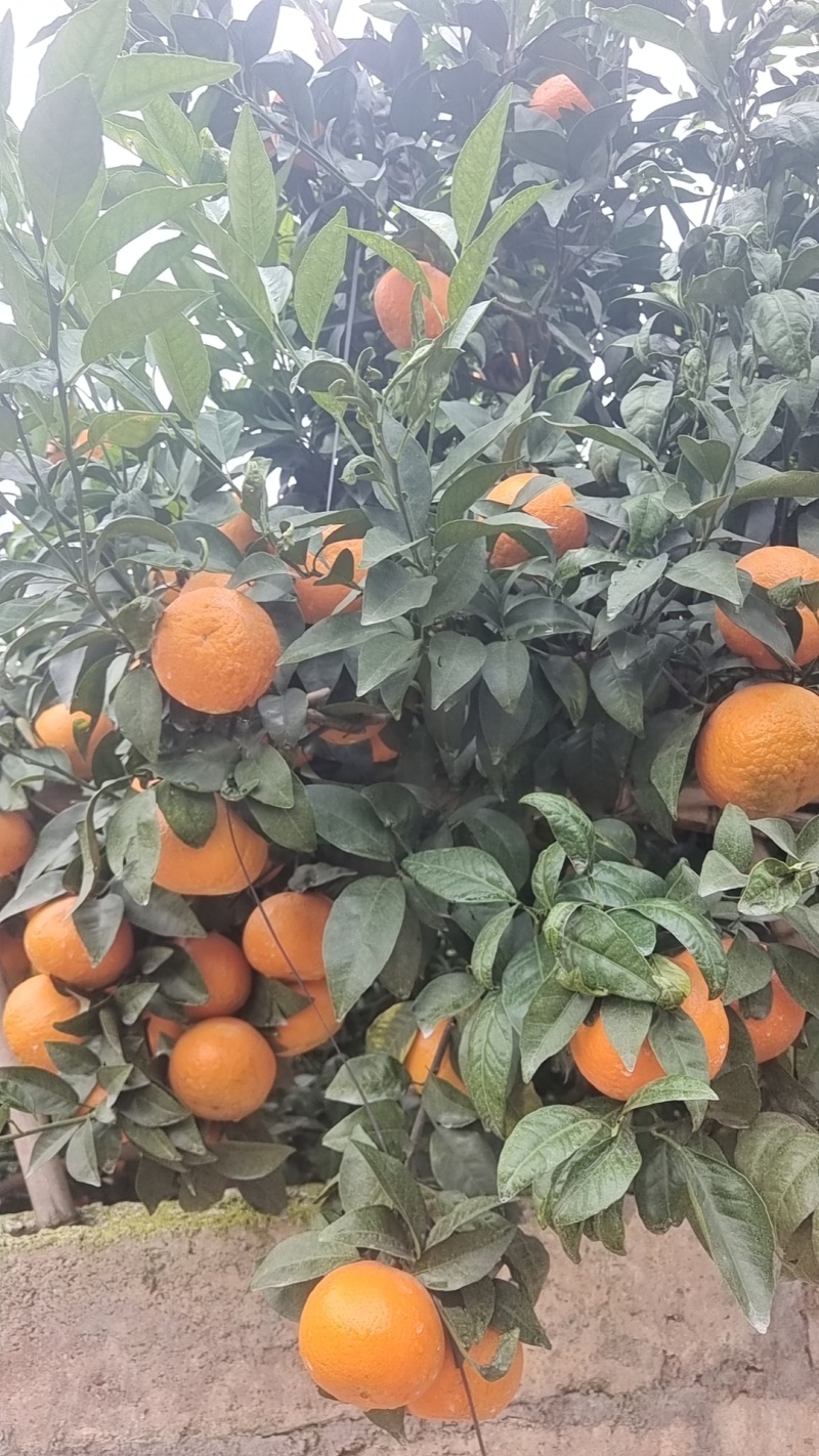 沃柑广西沃柑精品发货日供万吨量大从优价格合理