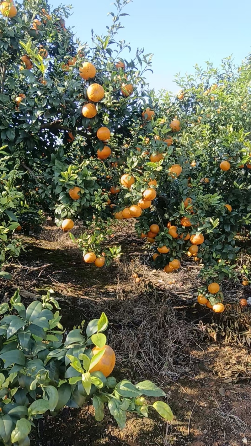 沃柑广西沃柑精品发货日供万吨量大从优价格合理