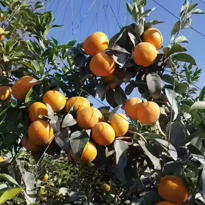 沃柑广西沃柑精品发货日供万吨量大从优价格合理