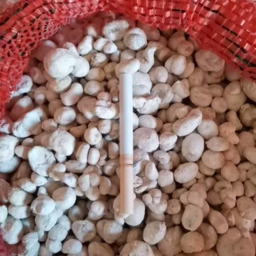 半夏干货大量供应，粉质货，胶质货，米珠都有