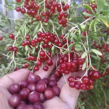 白刺种子酸胖籽简单易种沙漠种籽防沙绿化沙漠防止沙尘灌木