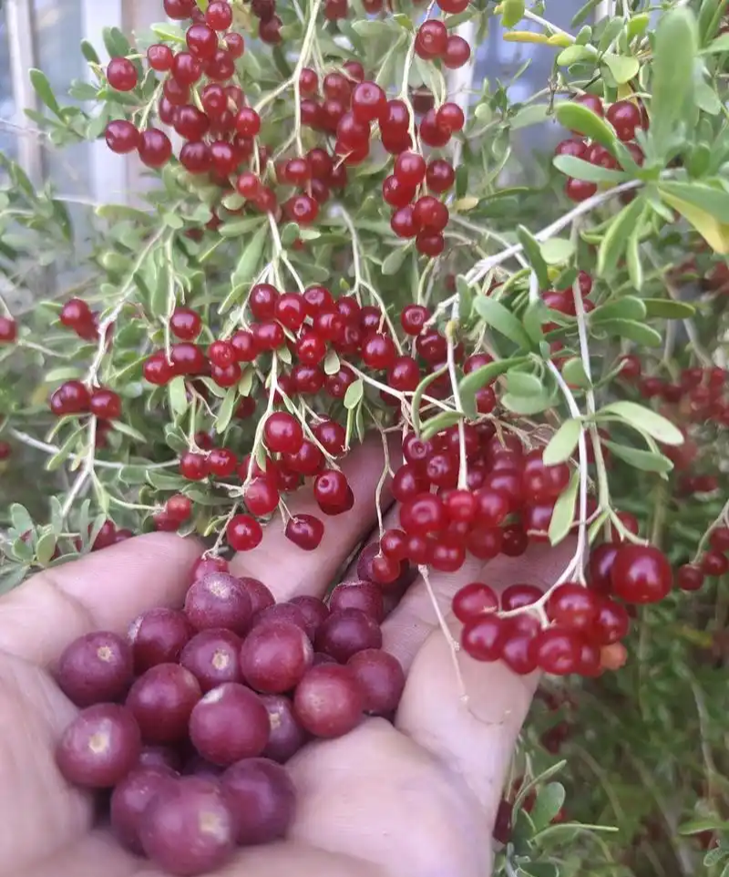 白刺种子酸胖籽简单易种沙漠种籽防沙绿化沙漠防止沙尘灌木