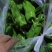 【辣椒】淮安薄皮椒产地直发随行就市欢迎老板量大价优