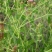 花儿柴花花柴种籽蜜源四季植物树草花种子护坡固土