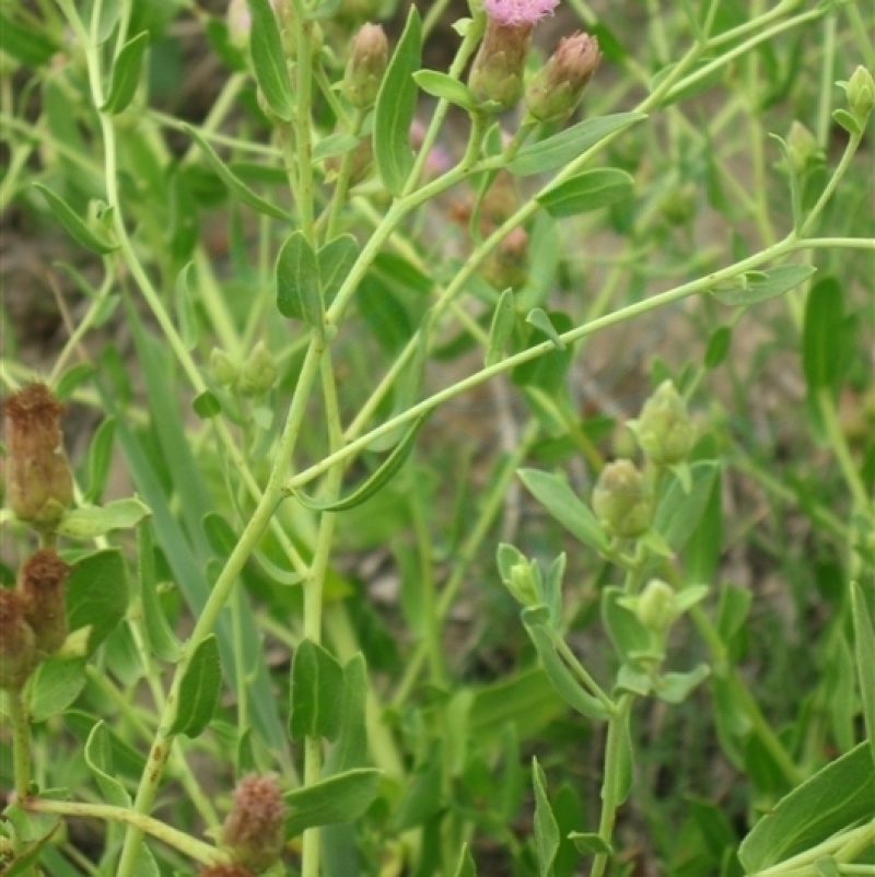 花儿柴花花柴种籽蜜源四季植物树草花种子护坡固土
