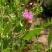 花儿柴花花柴种籽蜜源四季植物树草花种子护坡固土