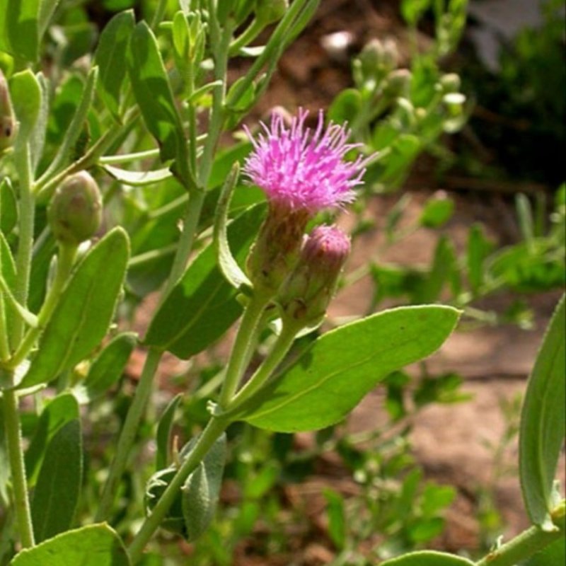 花儿柴花花柴种籽蜜源四季植物树草花种子护坡固土